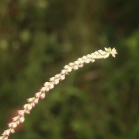 Cyathula prostrata (L.) Blume